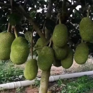 Cây Mít Thái Siêu Sớm (Mít chanrai da xanh)