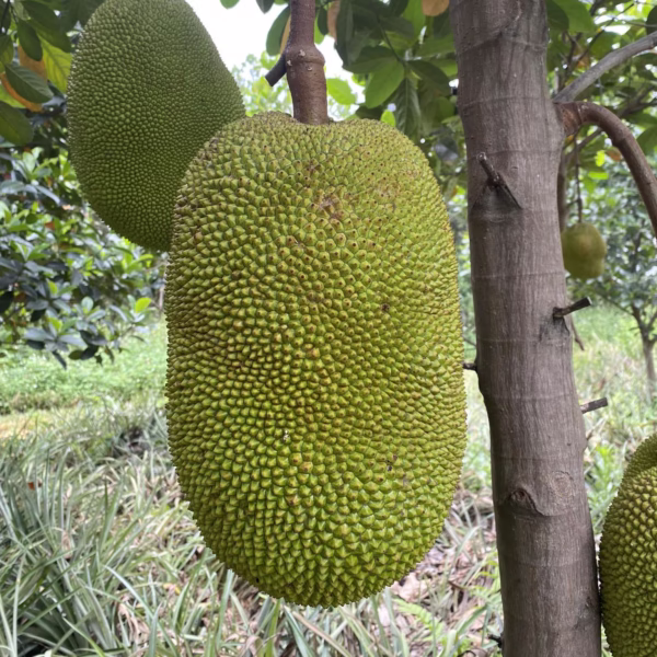 Cây Mít Thái Siêu Sớm (Mít chanrai da xanh)