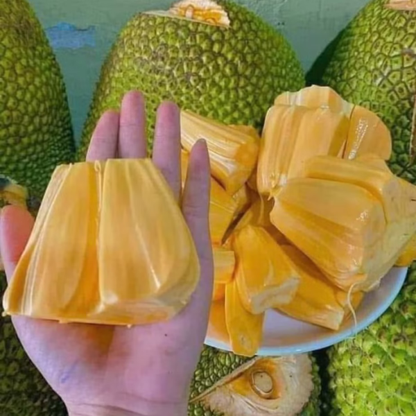 Cây Mít Thái Siêu Sớm (Mít chanrai da xanh)