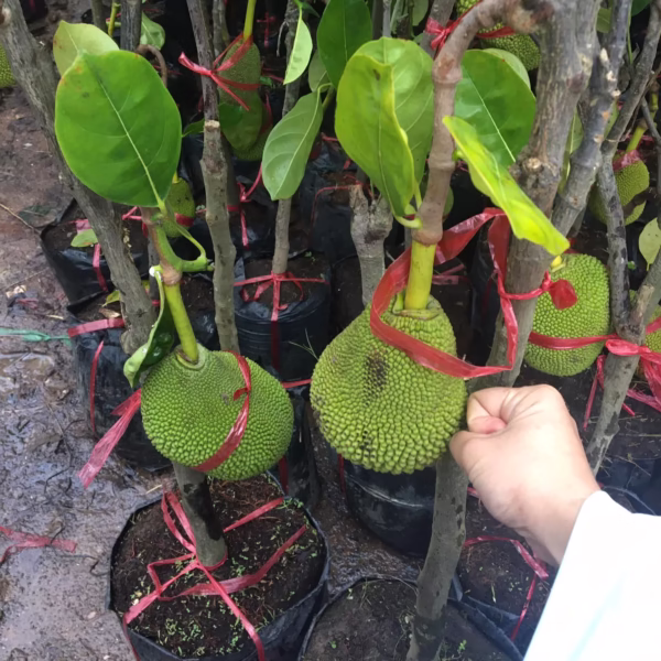 Cây Mít Thái Siêu Sớm (Mít chanrai da xanh)