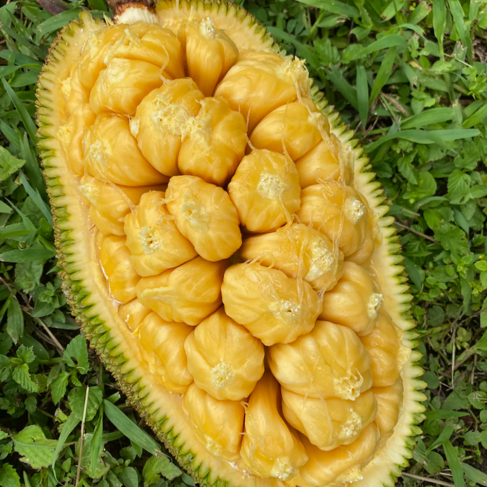 Cây Mít Tố Nữ Sầu Riêng - Hoàng Long Garden