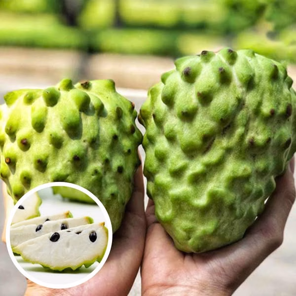 Cây Mãng Cầu Na Dai