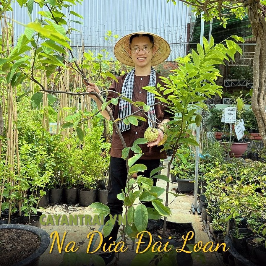 Cây Mãng Cầu Na Dứa Đài Loan