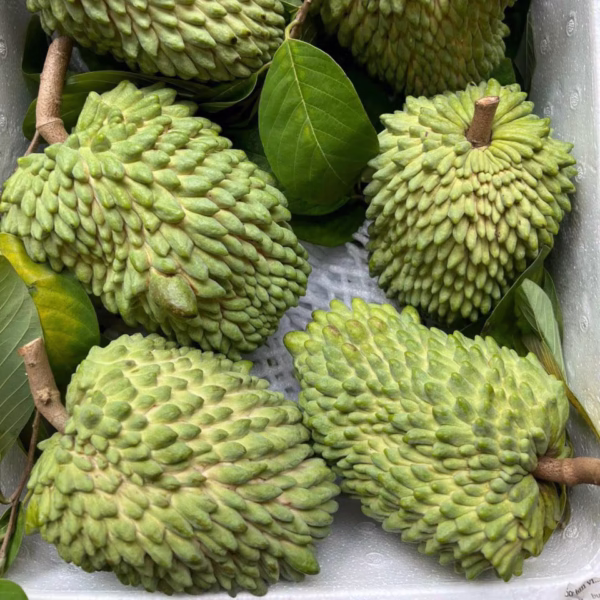 Cây Mãng Cầu Na Sầu Riêng