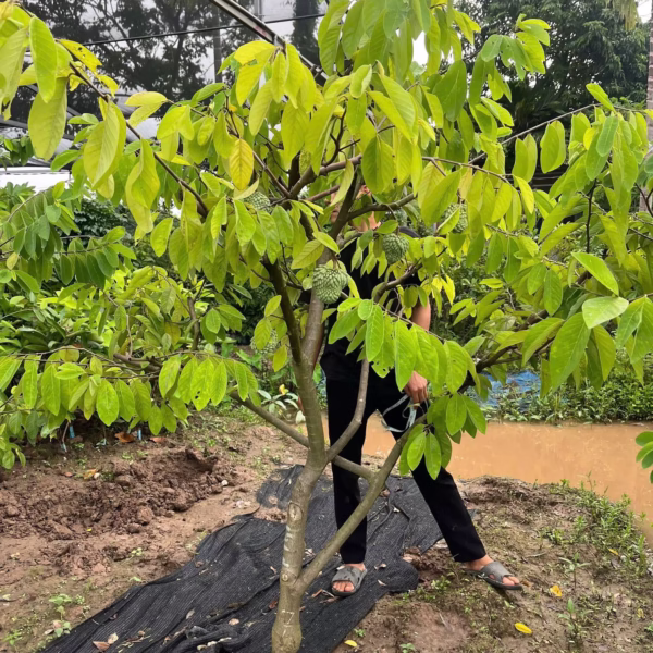 Cây Mãng Cầu Na Sầu Riêng