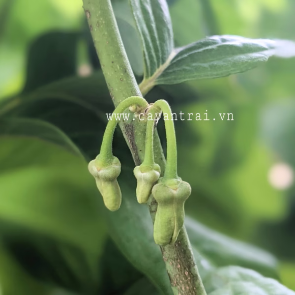 Cây Mãng Cầu Na Thái (Mãng Cầu Nữ Hoàng)