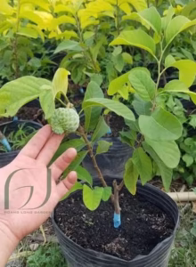 Cây Mãng Cầu Na Thái (Mãng Cầu Nữ Hoàng)