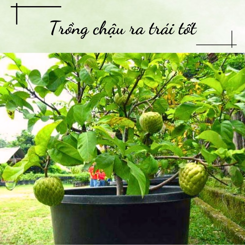 Cây Mãng Cầu Na Thái (Mãng Cầu Nữ Hoàng)