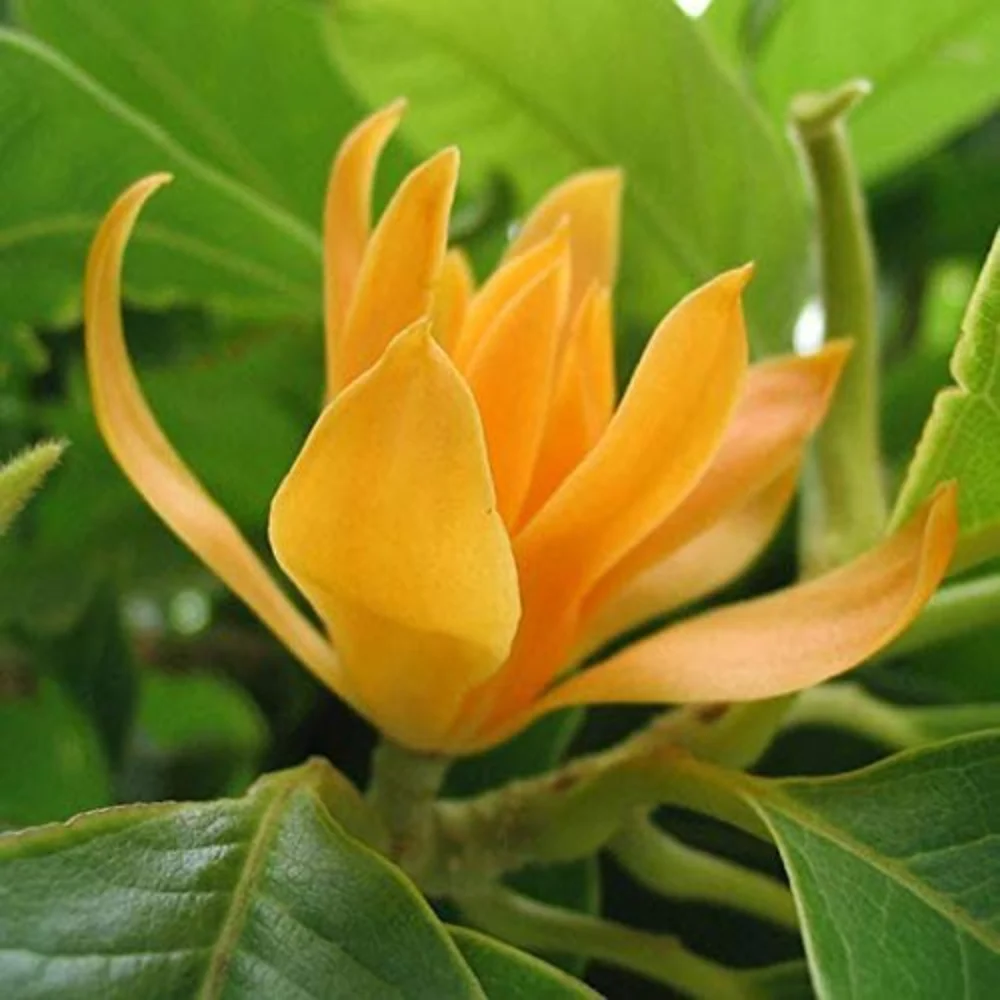 Cây Ngọc Lan Vàng