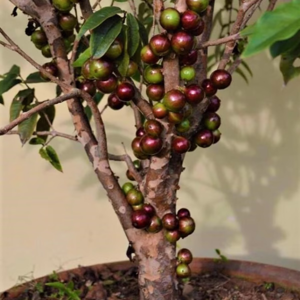 Cây Nho Thân Gỗ Đỏ 12 Vụ