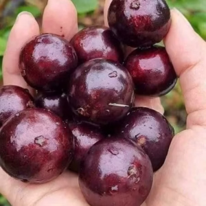 Cây Nho Thân Gỗ Đỏ 12 Vụ