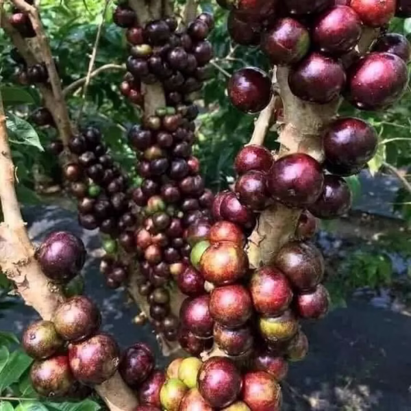 Cây Nho Thân Gỗ Đỏ 12 Vụ