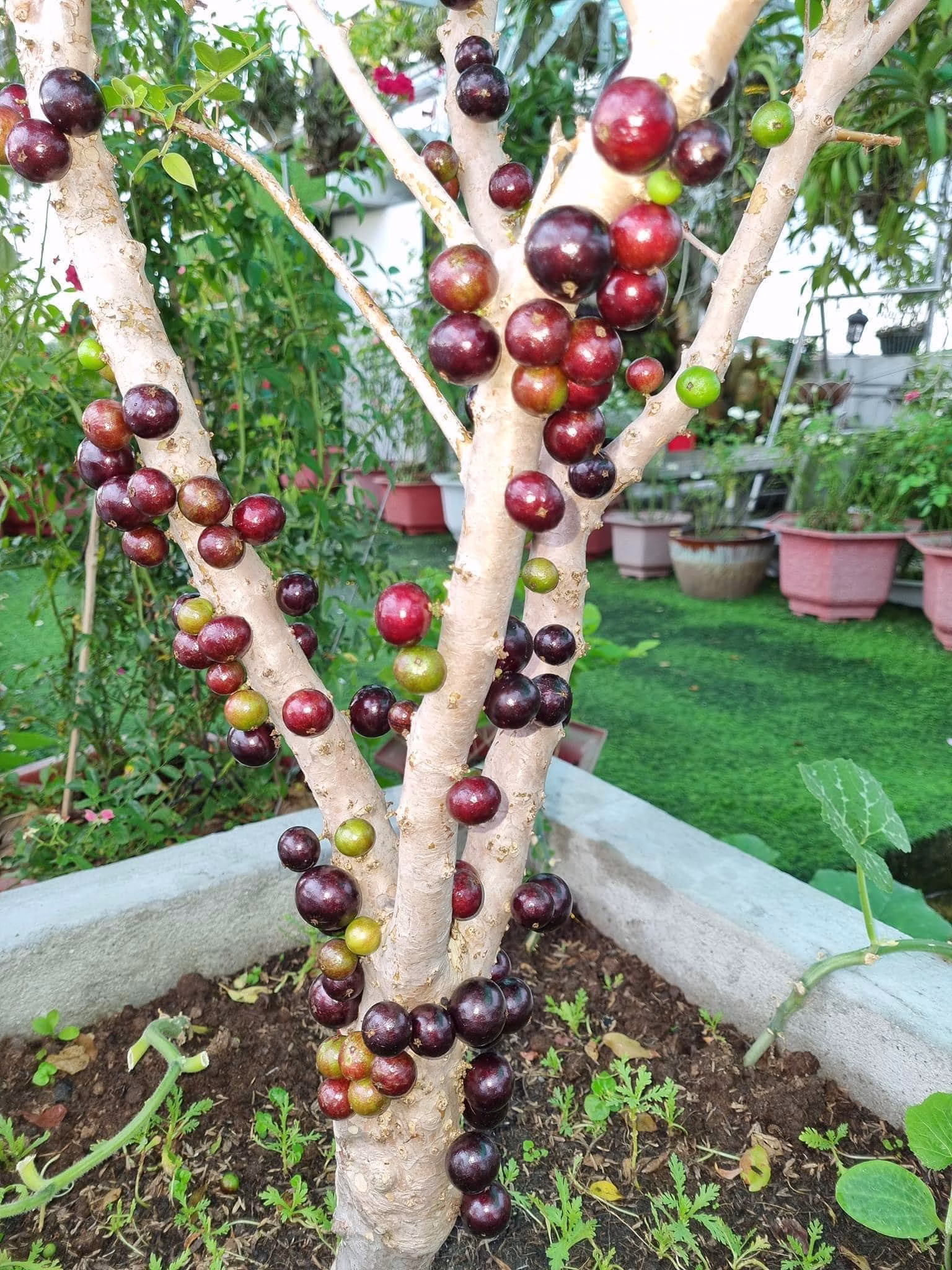 Cây Nho Thân Gỗ Đỏ 12 Vụ