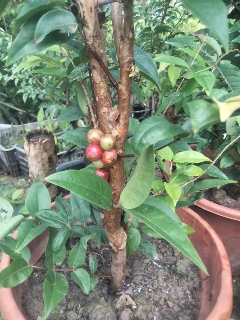Cây Nho Thân Gỗ Đỏ 12 Vụ
