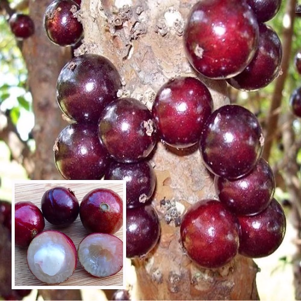 Cây Nho Thân Gỗ Đỏ 12 Vụ