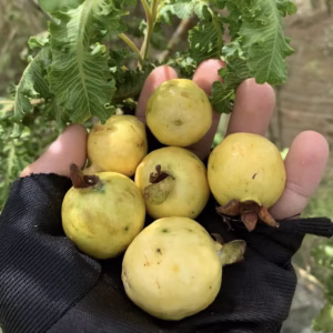 Cây Ổi Đuôi Phụng