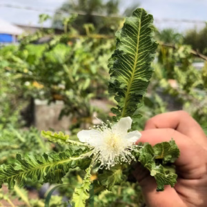 Cây Ổi Đuôi Phụng