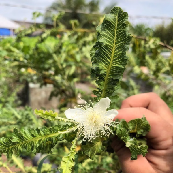 Cây Ổi Đuôi Phụng