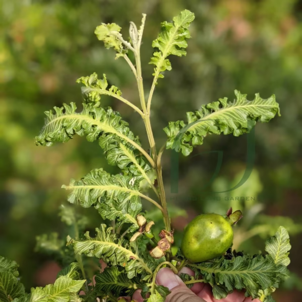 Cây Ổi Đuôi Phụng