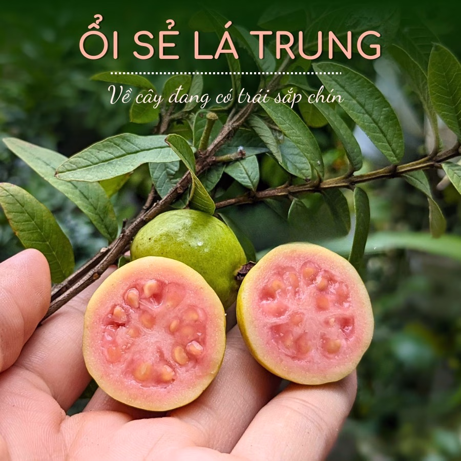 Cây Ổi Sẻ Nhật