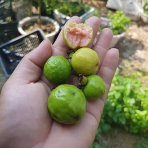 Cây Ổi Sẻ Nhật