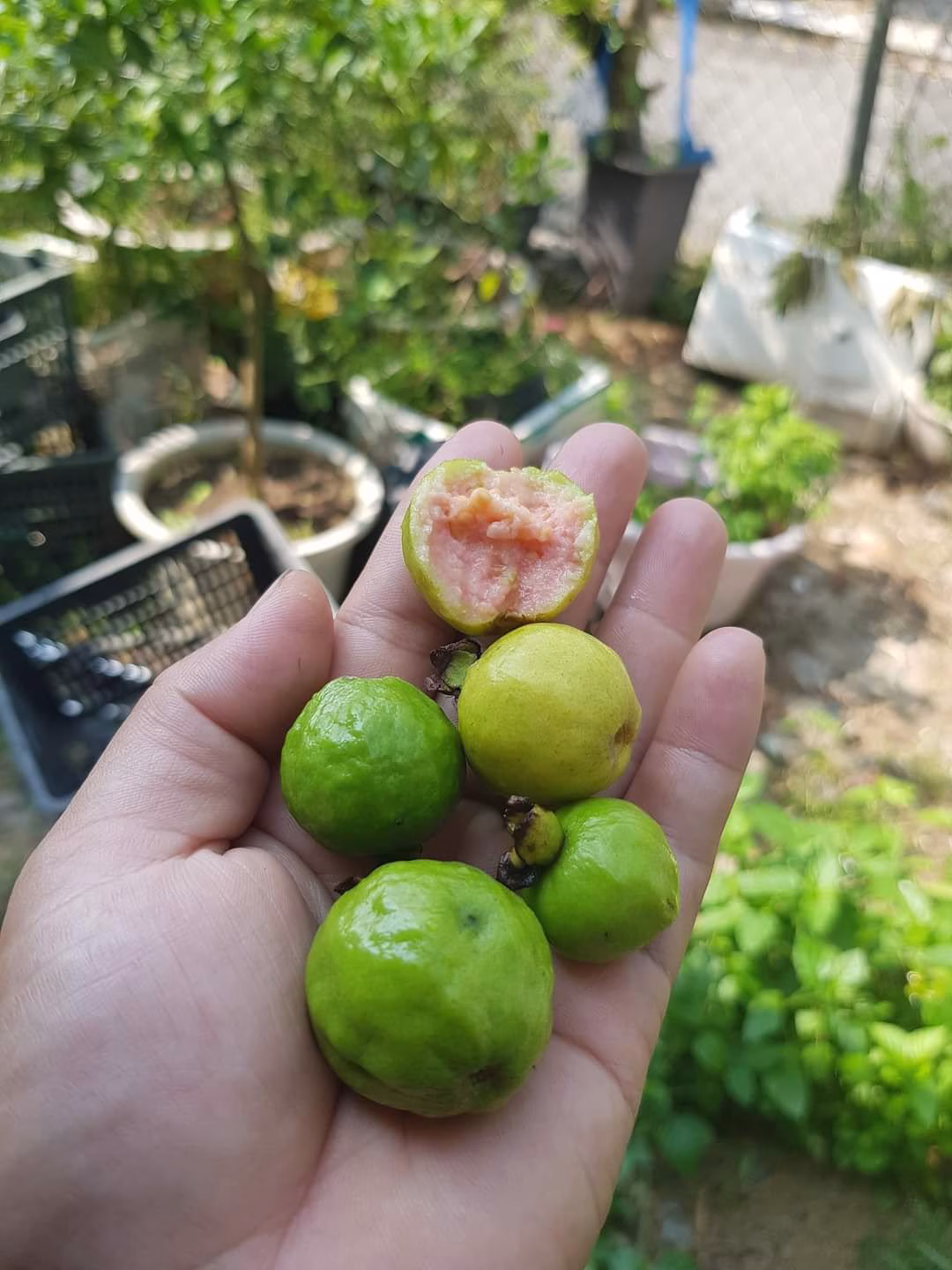 Cây Ổi Sẻ Nhật