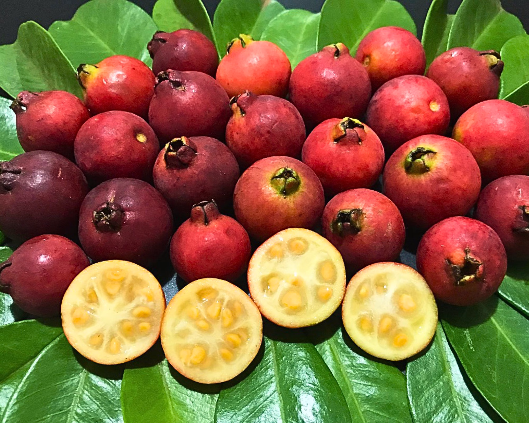 Cây Ổi Sim Nhật (Ổi dâu tây đỏ, Strawberry Guava)