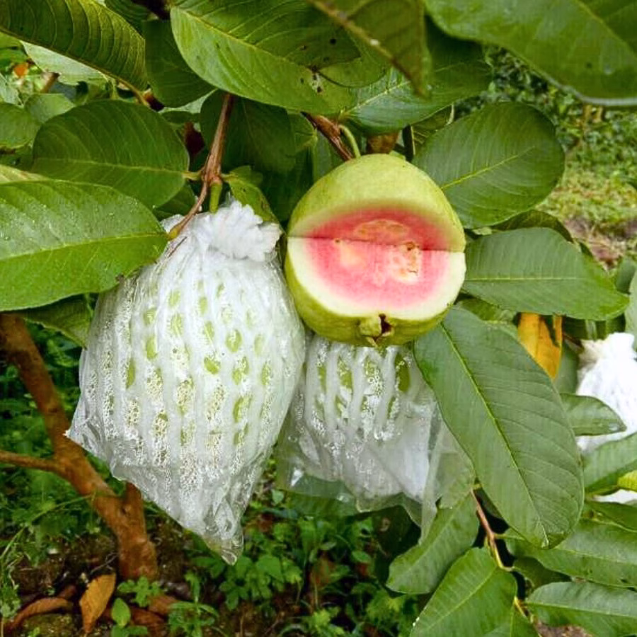 Cây Ổi Trân Châu Ruột Đỏ