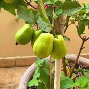 Cây Ổi Trân Châu Ruột Đỏ