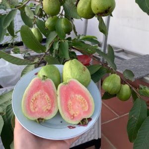 Cây Ổi Trân Châu Ruột Đỏ