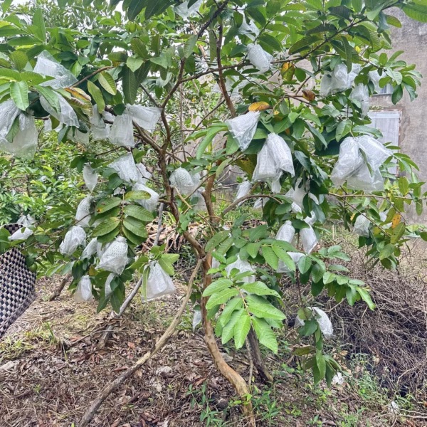 Cây Ổi Trân Châu Ruột Đỏ