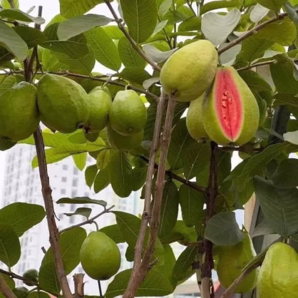 Cây Ổi Trân Châu Ruột Đỏ