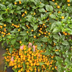Cây Ớt Peru Charapita