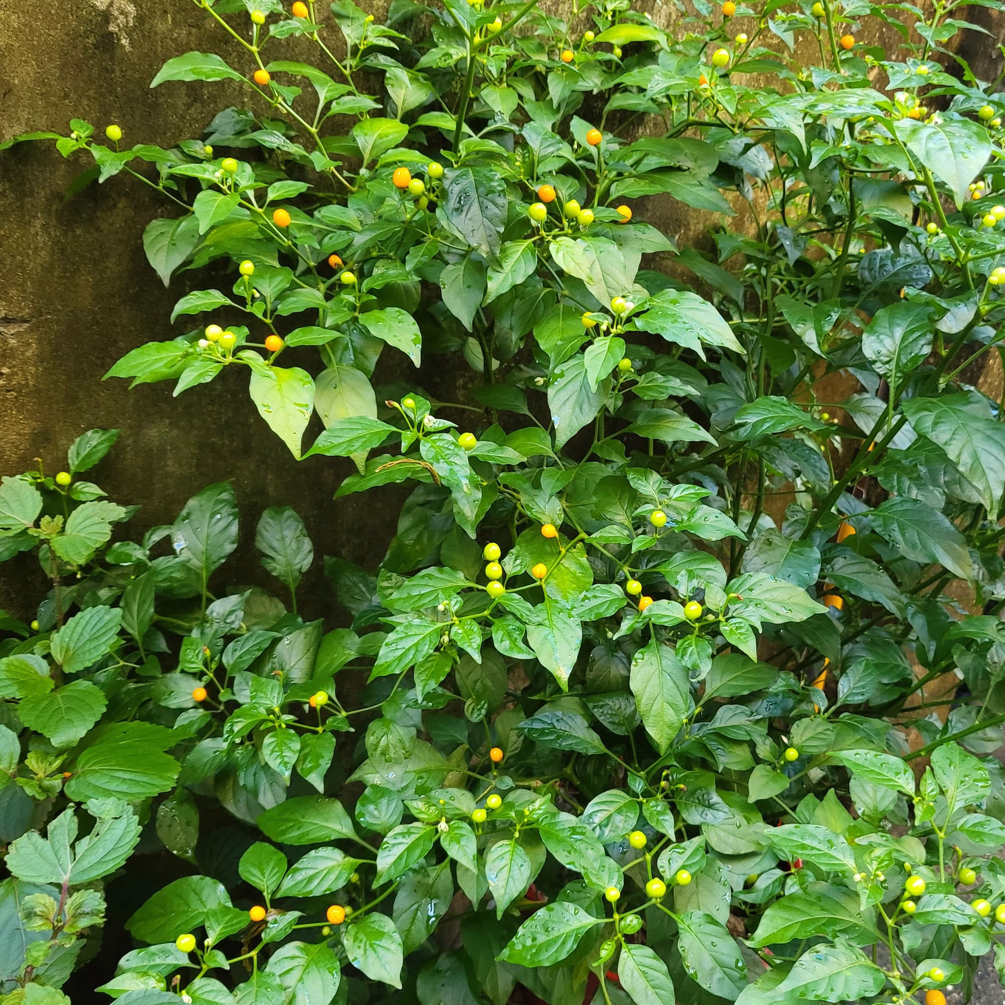 Cây Ớt Peru Charapita