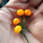 Cây Ớt Peru Charapita