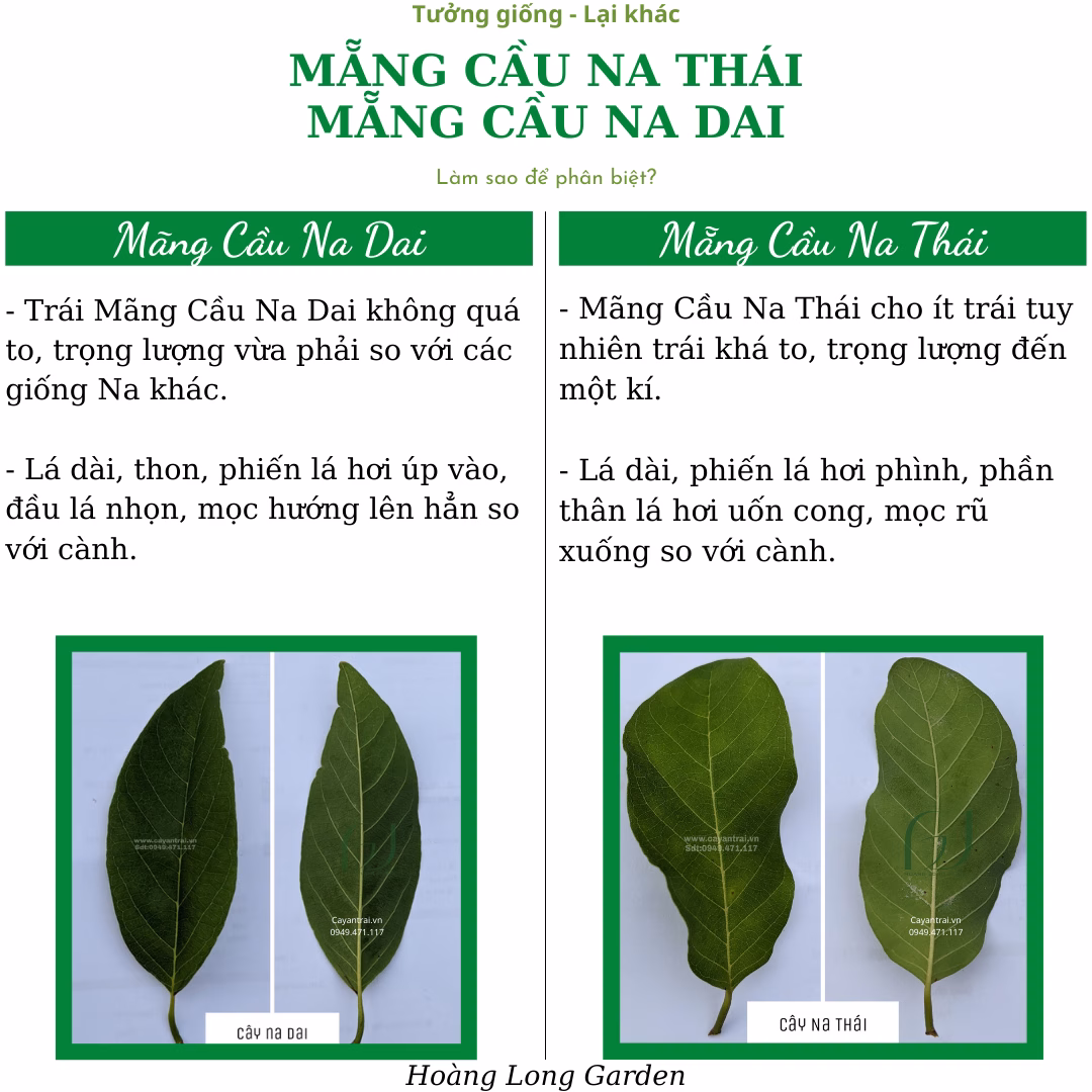 Cây Mãng Cầu Na Thái (Mãng Cầu Nữ Hoàng)