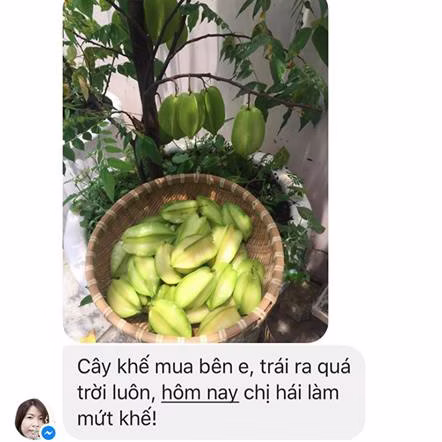 Cây Khế Ngọt Ta