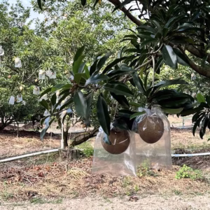 Cây Sapoche (Lồng Mức, Hồng Xiêm) Mehico
