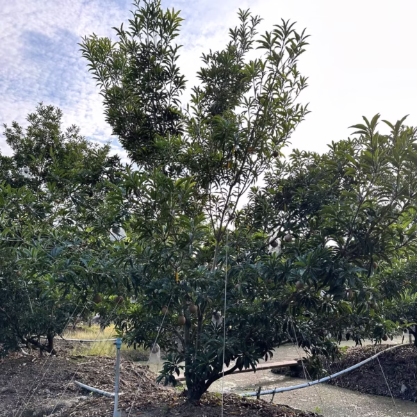 Cây Sapoche (Lồng Mức, Hồng Xiêm) Mehico