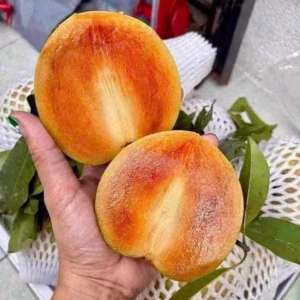 Cây Sapoche (Lồng Mức, Hồng Xiêm) Mehico
