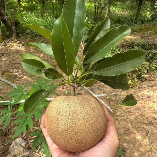 Cây Sapoche (Lồng Mức, Hồng Xiêm) Mehico