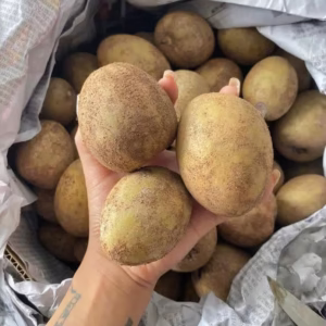 Cây Sapoche (Hồng Xiêm, Lồng Mức) Trái Dài