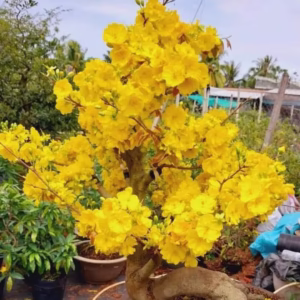 Cây Mai Siêu Bông Bình Lợi