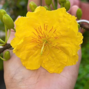 Cây Mai Siêu Bông Bình Lợi