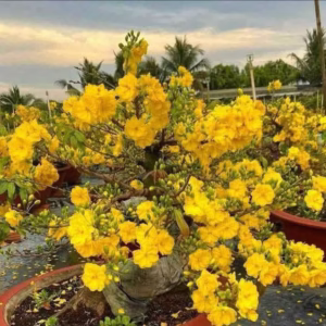 Cây Mai Siêu Bông Bình Lợi