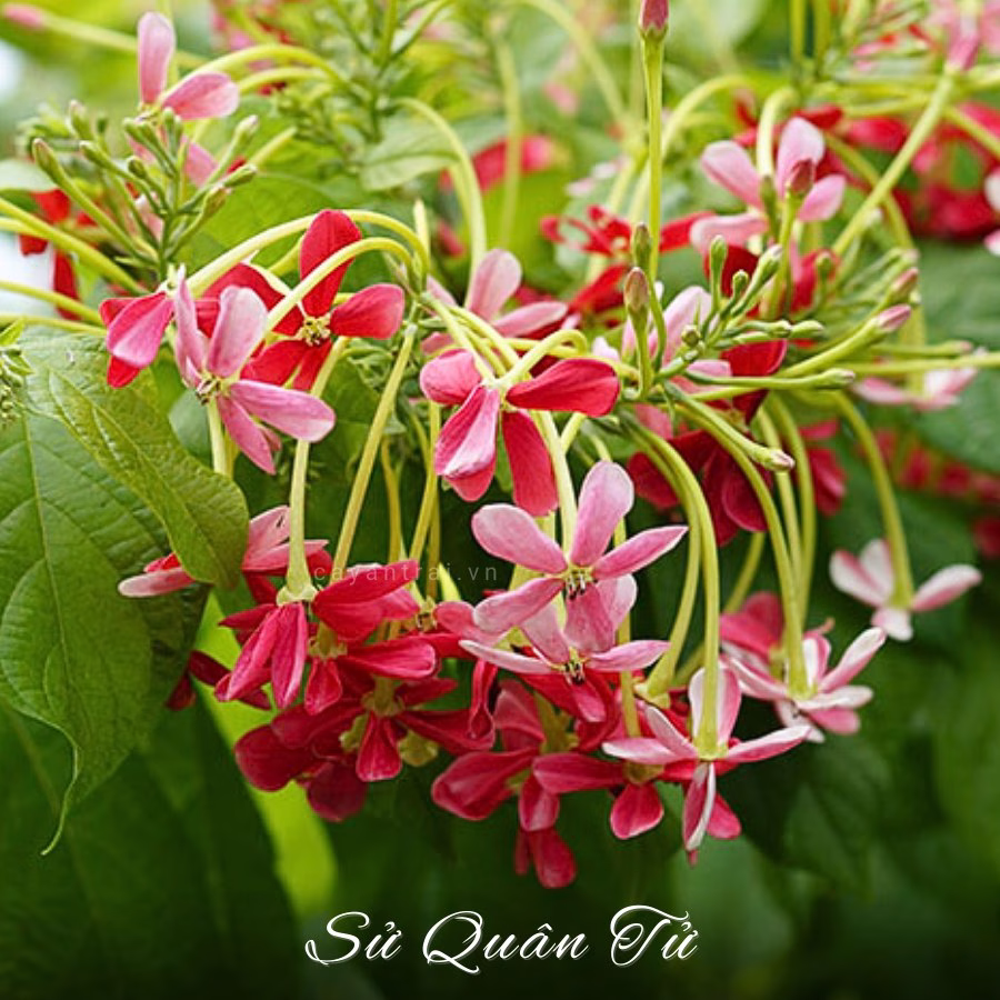 Cây Sử Quân Tử (Trang Leo)