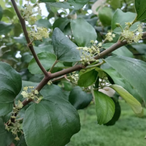 Cây Táo Đại Mật