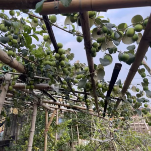 Cây Táo Đại Mật