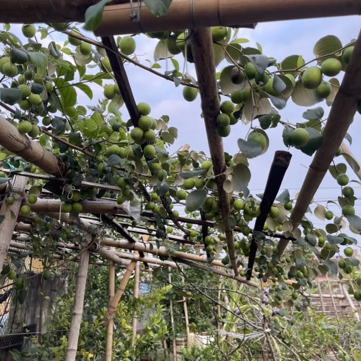 Cây Táo Đại Mật