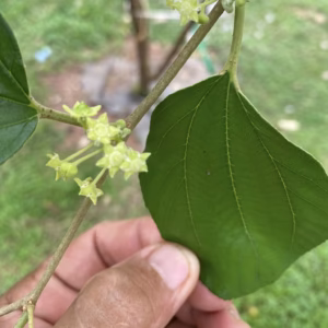 Cây Táo Đại Mật